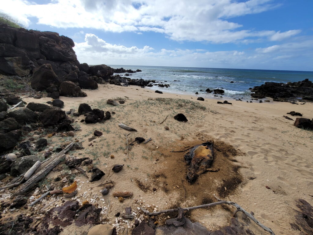 A monk seal decomposes on a Molokaʻi beach