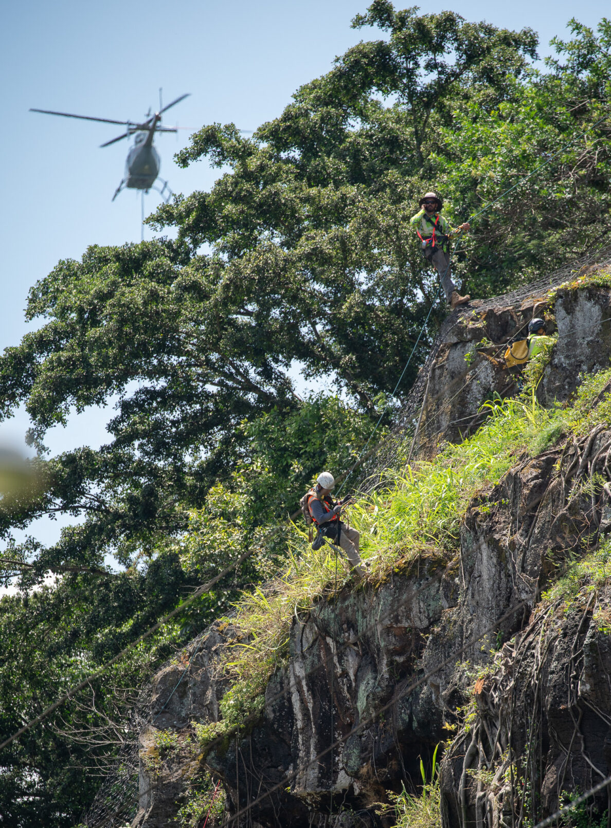 Workers rappell down the 230-foot-tall hill above Waimea Bay as their helicopter lifts a length of 1000-2000 pound netting May 17, 2026. (Craig Fujii/Civil Beat/2026)