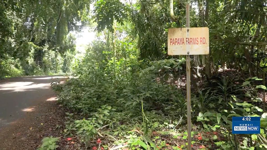 One of the homicide victims was found on Papaya Farms Road. (Hawaii News Now)