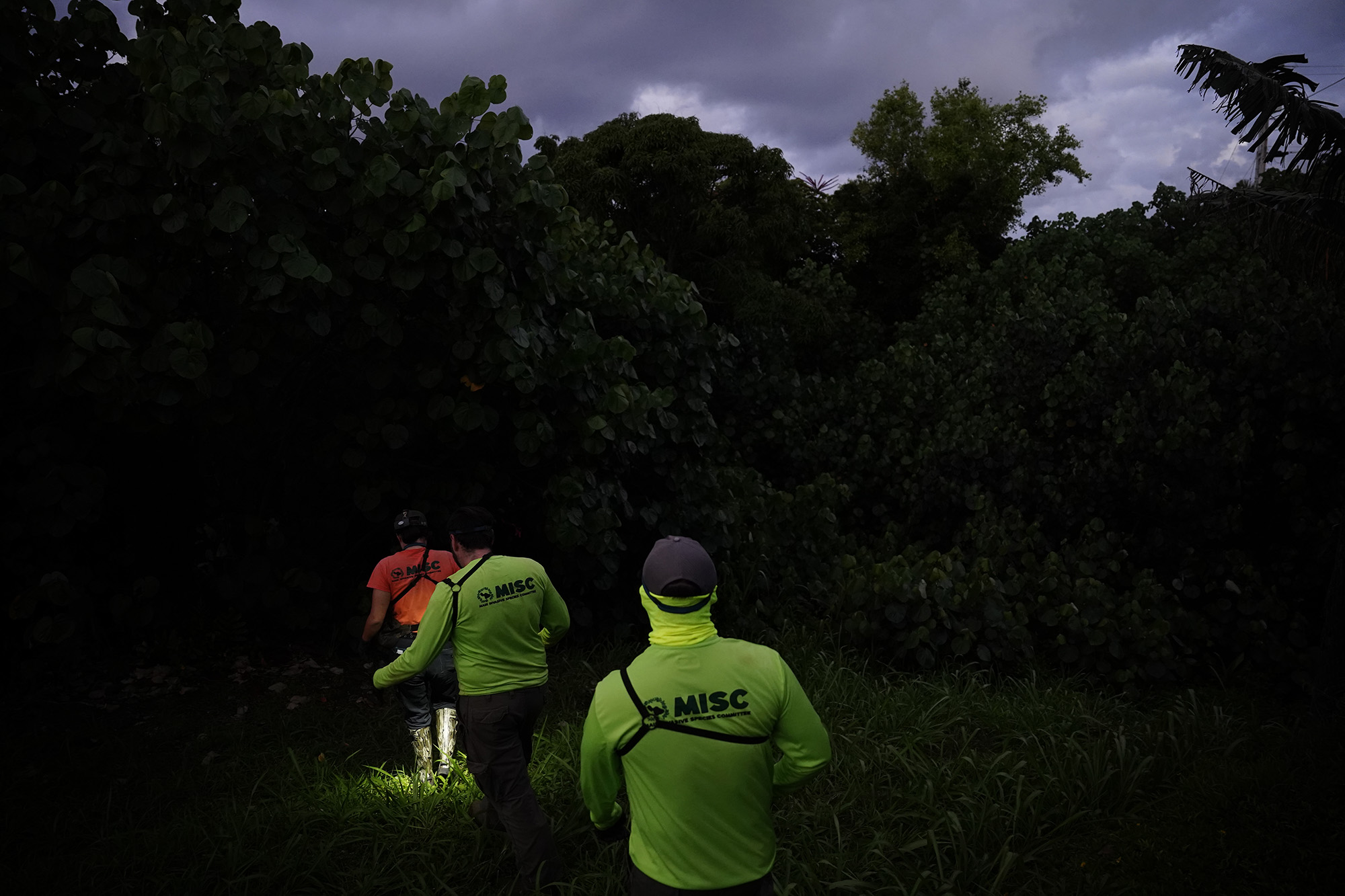 Maui Invasive Species Committee field associates Kaelyn Leval, from left, Preston Thompson and Steven Guo descend into a gulch to exterminate coqui frogs Tuesday, May 26, 2026, in Haʻikū. (Kevin Fujii/Civil Beat/2024)