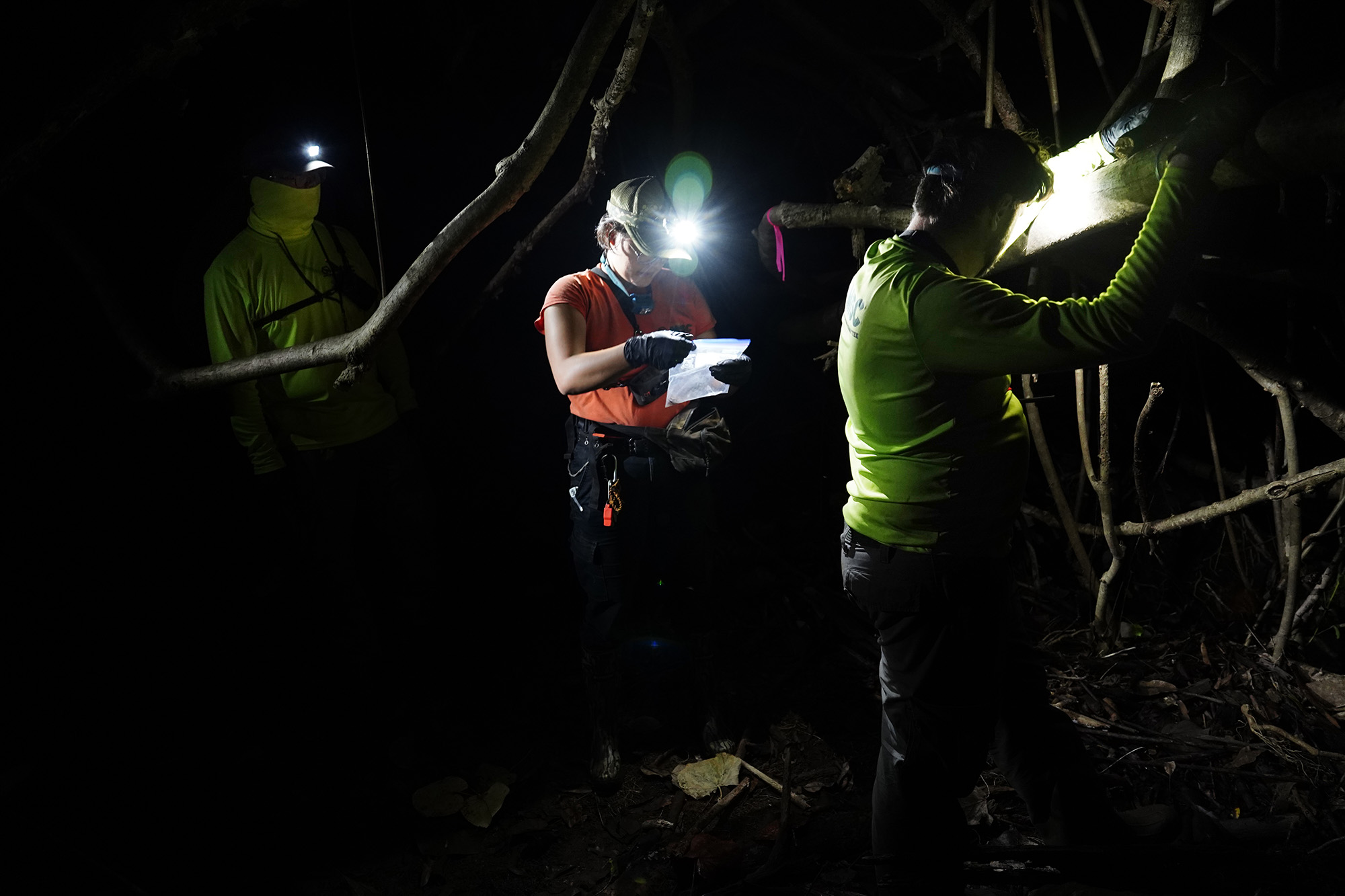 Maui Invasive Species Committee field associates Steven Guo, from left, Kaelyn Leval and Preston Thompson secure a hand-captured coqui frog Tuesday, May 26, 2026, in Haʻikū. (Kevin Fujii/Civil Beat/2024)