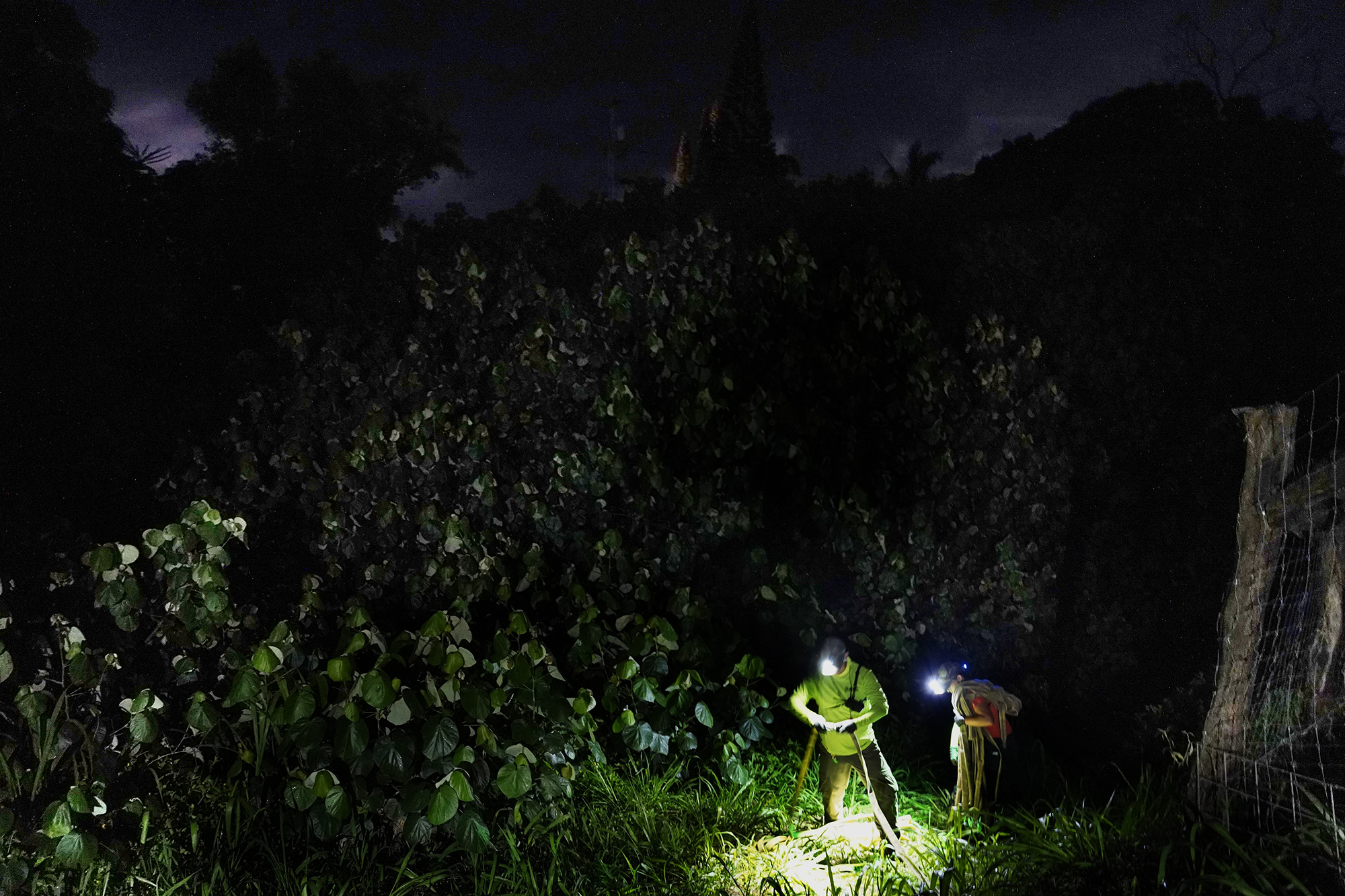 Maui Invasive Species Committee field associates Steven Guo, left, and Kaelyn Leval connect hoses to exterminate coqui frogs Tuesday, May 26, 2026, in a Haʻikū gulch. (Kevin Fujii/Civil Beat/2024)