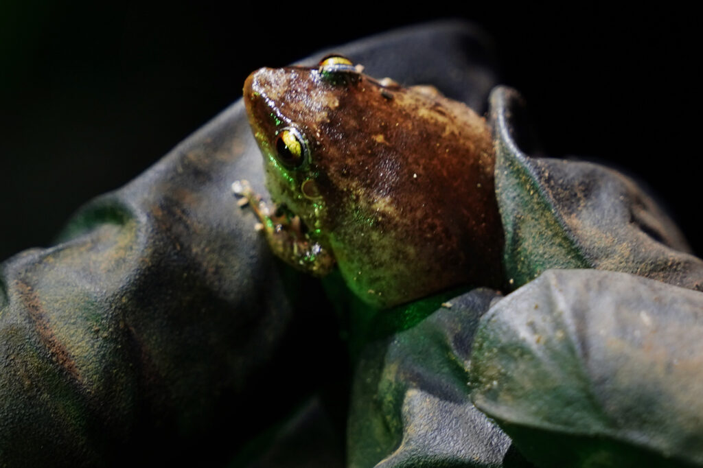 Maui Invasive Species Committee field associate Kaelyn Leval holds a hand-captured coqui frog Tuesday, May 26, 2026, in Haʻikū. (Kevin Fujii/Civil Beat/2024)